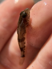 Cottus carolinae