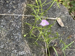 Agalinis tenuifolia