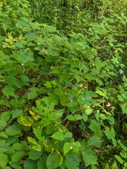 Corylus cornuta