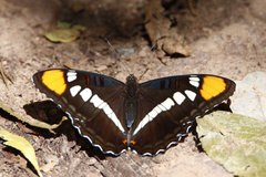 Adelpha eulalia