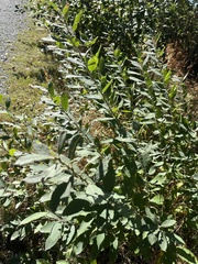 Salix cinerea