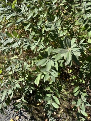 Salix cinerea