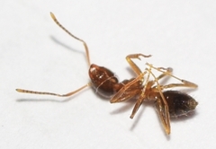 Nylanderia jaegerskioeldi