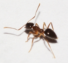 Nylanderia jaegerskioeldi