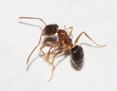 Nylanderia jaegerskioeldi