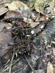 Strobilurus conigenoides