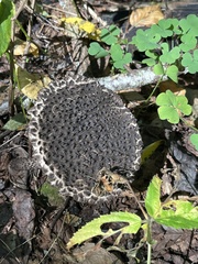 Strobilomyces confusus