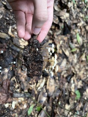 Strobilurus conigenoides