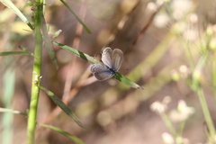 Cupido amyntula