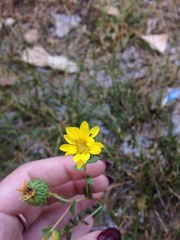 Grindelia hallii