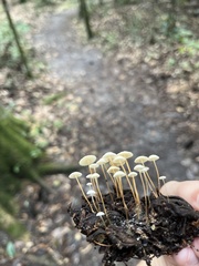 Strobilurus conigenoides