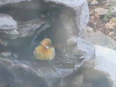 Icterus bullockii