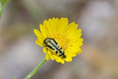 Acmaeodera amplicollis
