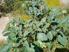 Datura discolor