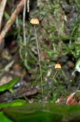 Cryptomarasmius