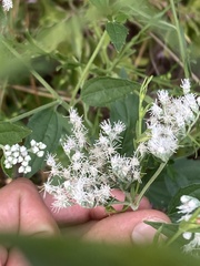 Ageratina havanensis