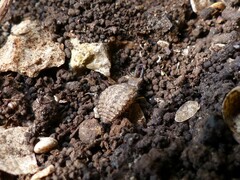 Distoleon tetragrammicus