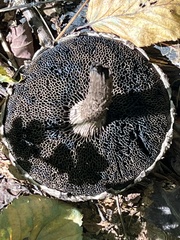 Strobilomyces confusus