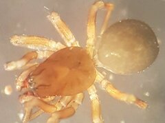 Monocephalus fuscipes