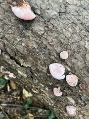 Rhodofomes cajanderi