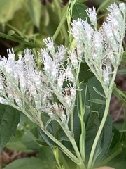 Ageratina havanensis
