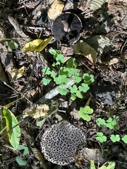 Strobilomyces confusus