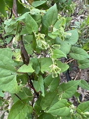 Fallopia scandens