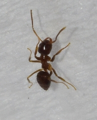 Nylanderia jaegerskioeldi