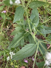 Ageratina havanensis