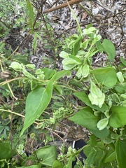 Fallopia scandens