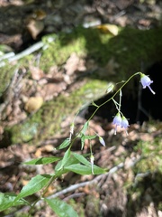 Campanula divaricata