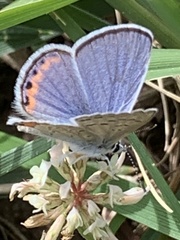 Icaricia acmon
