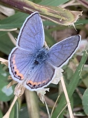 Icaricia acmon
