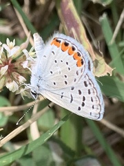 Icaricia acmon
