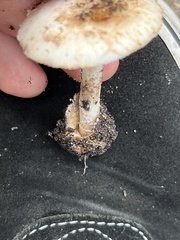 Amidella