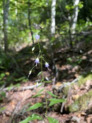 Campanula divaricata