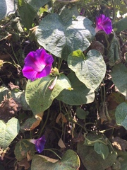 Ipomoea purpurea