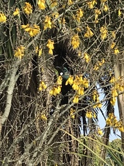 Prosthemadera novaeseelandiae novaeseelandiae