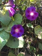 Ipomoea purpurea