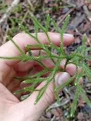 Lycopodium deuterodensum