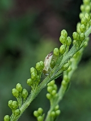 Taylorilygus apicalis