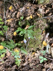 Campanula divaricata