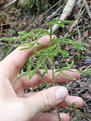 Lycopodium deuterodensum