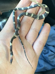 Siphlophis ayauma