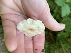 Lentinellus micheneri