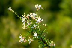 Oenothera lindheimeri