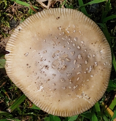 Amanita rhacopus