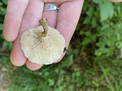 Lentinellus micheneri