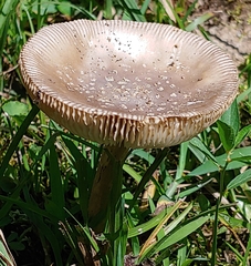 Amanita rhacopus