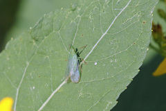 Rhynchomitra microrhina